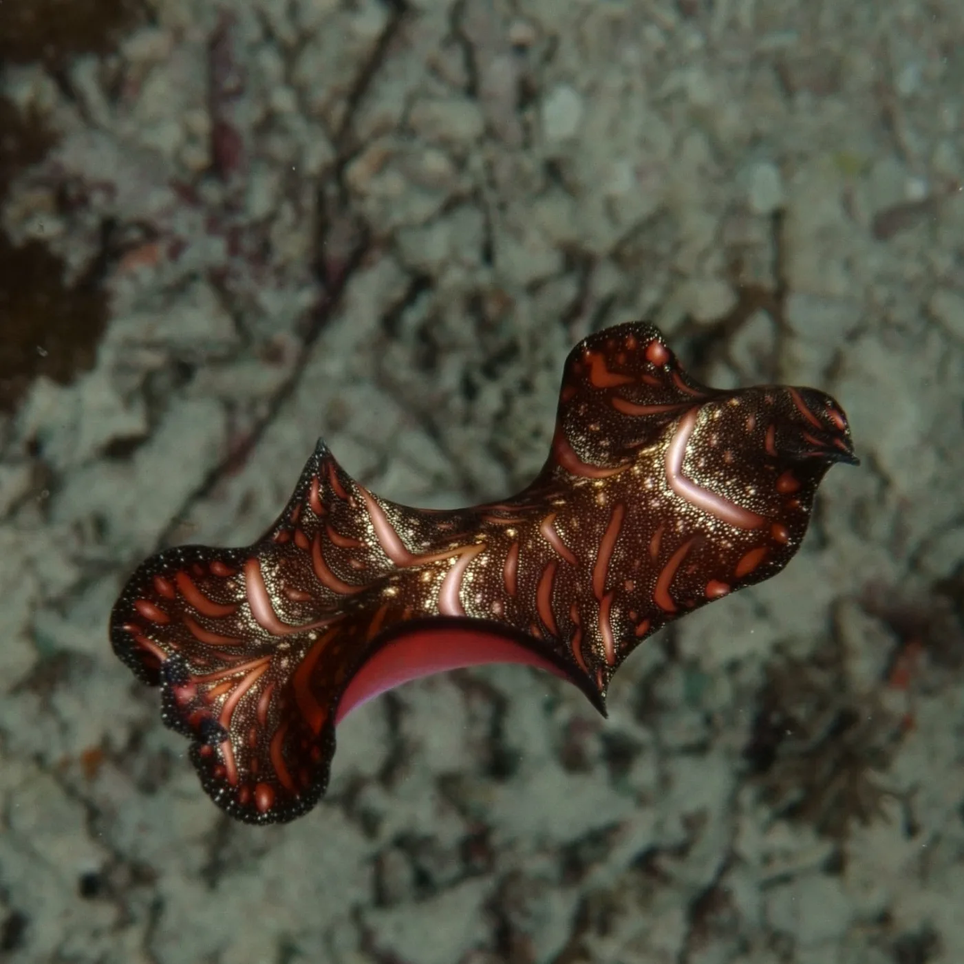 Persian carpet flatworm (Pseudobiceros bedfordi) swimming by undulating its ruffled body margins.